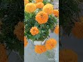 marigold flower blooming 🥰 ll home gardening l flowers #plants #garden #trendingshorts #shorts
