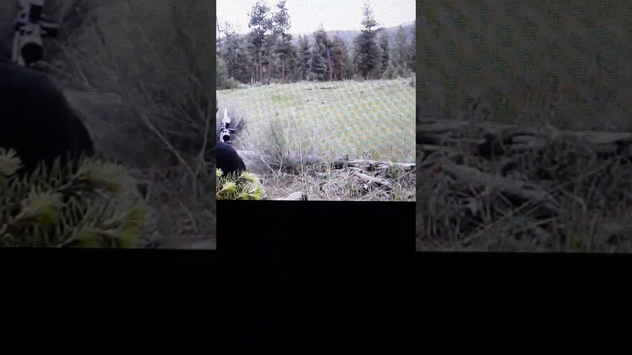 SCREAM OF THE WAMPUS CAT 