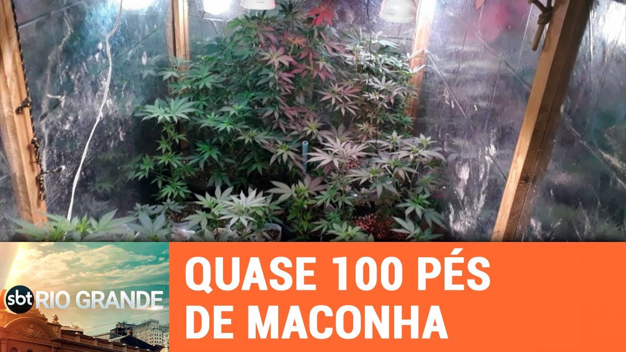 Polícia apreende quase 100 pés de maconha em Triunfo - SBT Rio Grande - 22/01/19