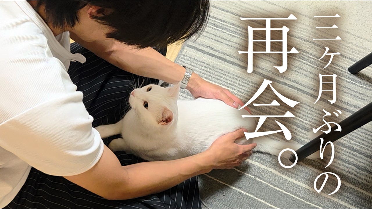 猫は大好きだったお兄ちゃんを覚えているのか？
