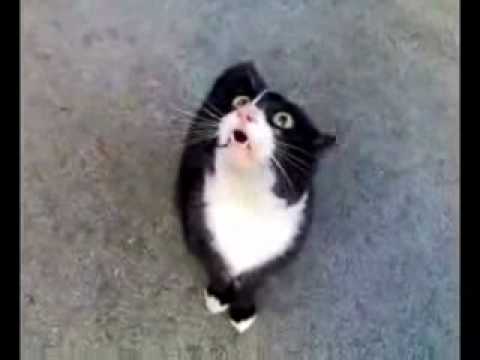 Видео: Муурын шээсний асуудал: Муурны идиопатик циститийг эмчлэх (FIC)