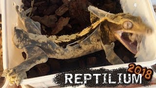БАНАНОЕД ЕСТ СВОЮ ШКУРУ / Рептилиум 2018 БАНАНОЕД ЕСТ СВОЮ ШКУРУ / Рептилиум 2018