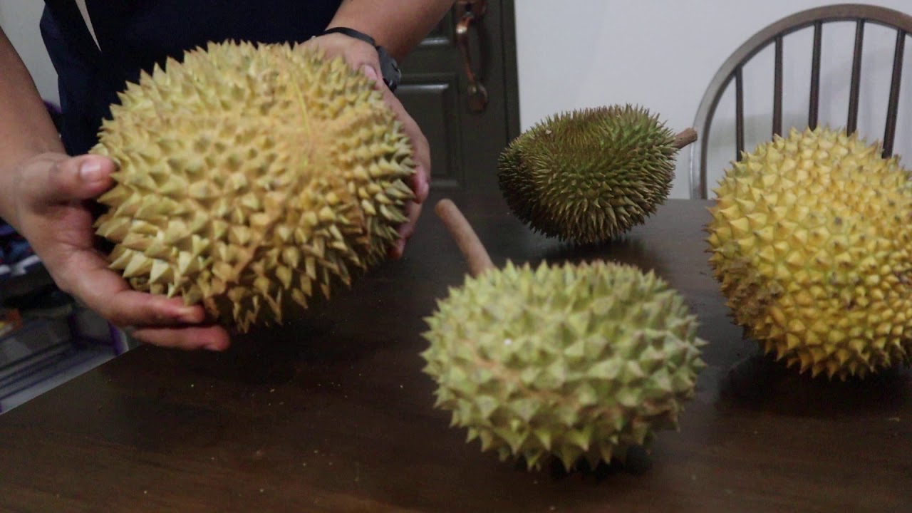 Tip nak kenal durian musang king 
