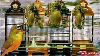 Masteran Pleci Dakbal | Anti glondang
