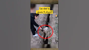 ما فعله هذا الخروف لا يصدق Shorts 