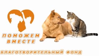 Благотворительный фонд.  Поможем Вместе