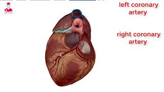 الشرايين التاجيه (شرايين القلب) | coronary arteries