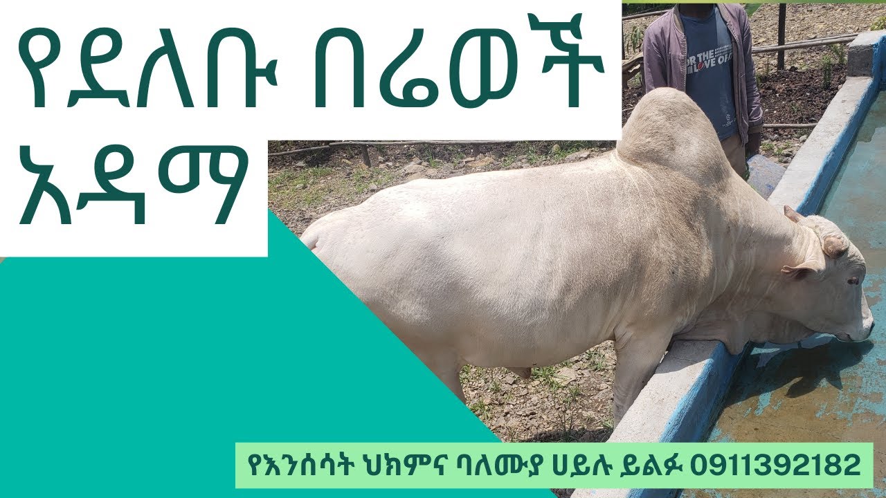 የደለቡ በሬወች አዳማ