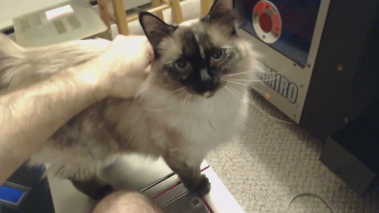 Sochi Cat Whisker Trimming