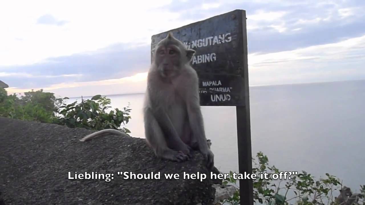 Monkey Attack in Bali