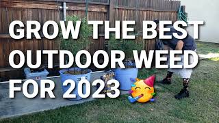 GROW THE BEST OUTDOOR WEED FOR 2023