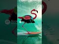 Flamingo learns to surf #ai #funny #animals