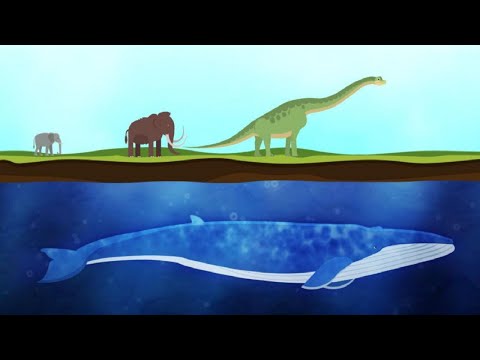 Video: L'animale più pesante del mondo. Quanto pesano balenottere azzurre, elefanti e ippopotami