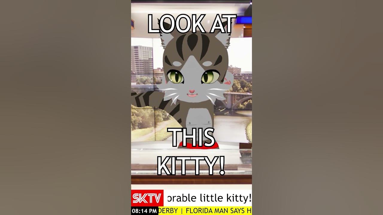 LOOK AT THIS ADORABLE CAT KITTEN KITTY UWU - YouTube