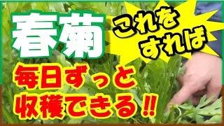 How to harvest chrysanthemum every day until March