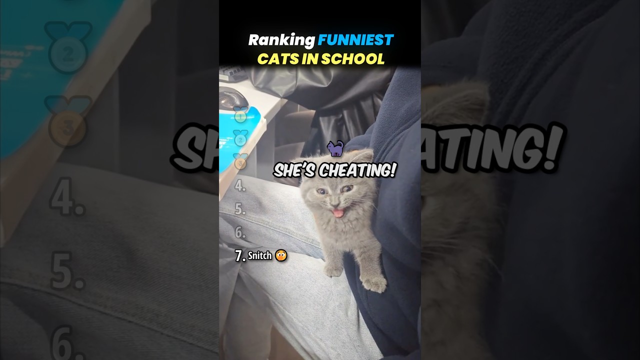 Ranking FUNNIEST CATS IN SCHOOL Core Moments!! 🐱📚