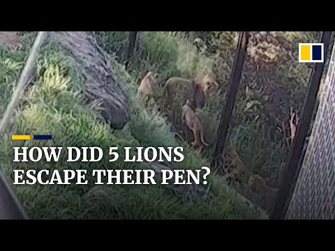 Sydney zoo releases footage of 5 lions escaping from enclosure amid ongoing investigation