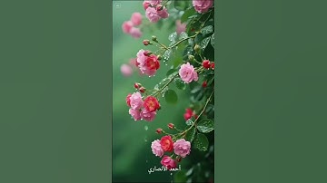 تلاوة مباركة من سورة الشورى. الشيخ رعد محمد الكردي