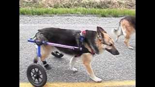 Dog Wheelchair When Surgery is not an Option