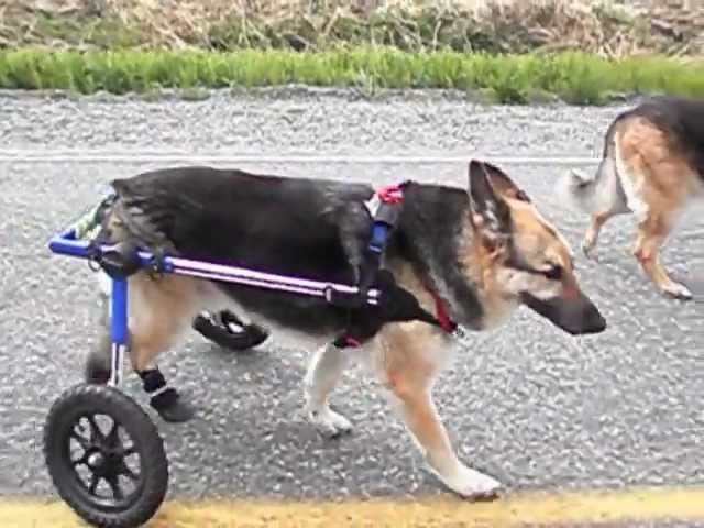 large breed dog wheelchairs