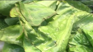 98 people in 22 states, including Michigan, sickened by Romaine lettuce contaminated with E. Coli