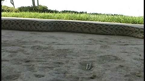 Monster Gophersnake