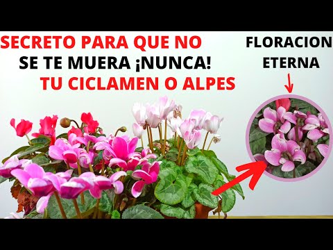 Video: ¿Volverá a florecer el ciclamen?