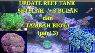 Update Aquarium Air Laut reef Tank Setelah  3 Bulan Dan Unboxing Koral Baru part 3