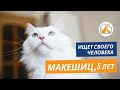 Бездомный кот Макешиц ищет семью