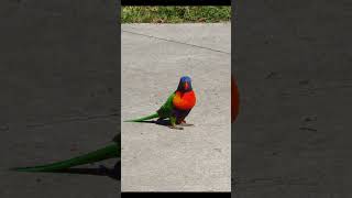 The Promised Land sung R #shorts #music #oldmusic #publicdomainmusic #nature
