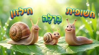 שבלול חלזון ברלה וחשופית חיות לילדים - משפחת החלזונות