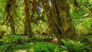 Inside the Hoh Rain Forest - The Hidden Life of America’s Wettest Forest in 8K HDR