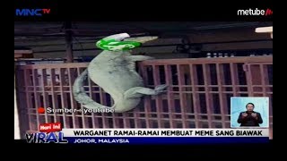 Foto Biawak Panjat Pagar Rumah Viral dan Jadi Meme Warganet - LIS 10/07