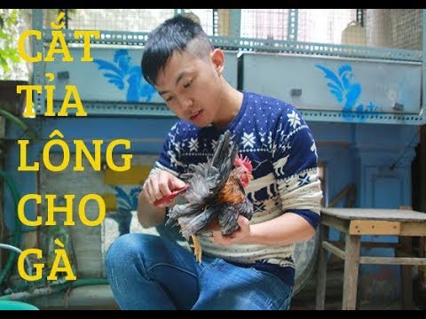 Cắt tỉa lông cho gà tre serama - Как обрезать куриные перья | Foci