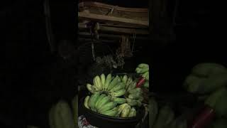 What’s inside an Ifugao House?