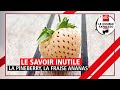 Le savoir inutile : La Pineberry, la fraise ananas (04/05/21)