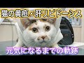 猫の胃ろうチューブで劇的に改善…！元気になって本当によかった【猫の黄疸・肝リピドーシス・胃ろうチューブ】