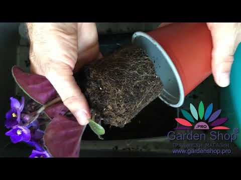 Видео: Как да отглеждаме теменужка от лист у дома