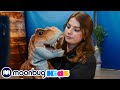 ¡Dinosaurios y tiburón Megalodón gigante! | @TRexRanchEspanol | Moonbug Kids