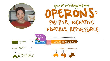 Operons: Positive, Negative, Inducible, and Repressible! [Gene Regulation]