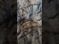 One Of Six Hamster