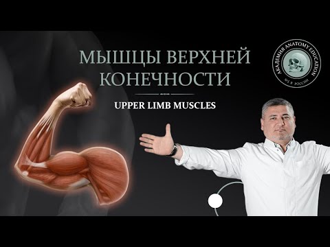 Мышцы верхней конечности/Upper limb muscles