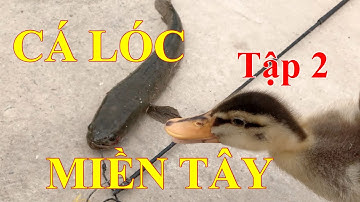 Câu cá lóc bằng vịt: tiếp tục đi săn cá lóc hung dữ ở miền tây | fishing