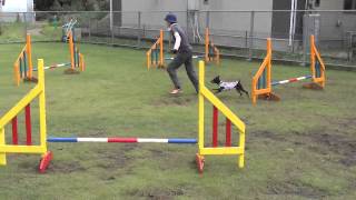 Miniature pinscher agility training KAYA