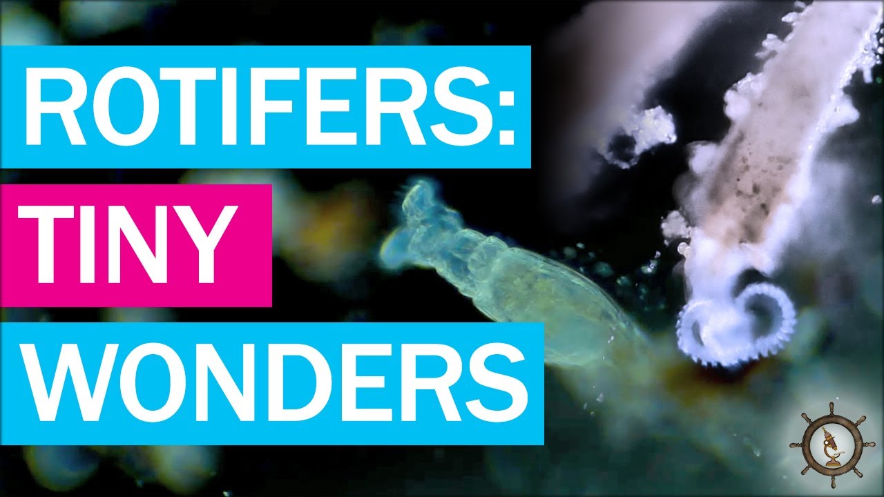 The Amazing Rotifers: The Tiny Titans Of Aquatic Ecosystems