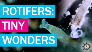 The Amazing Rotifers: The Tiny Titans Of Aquatic Ecosystems