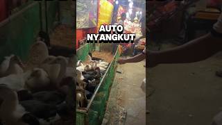 Ternyata mudah dapetin bebek ini jika tau triknya