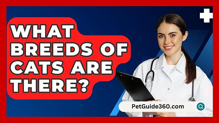 What Breeds Of Cats Are There? - PetGuide360.com