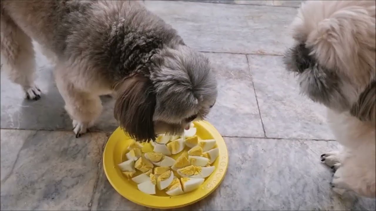 SHIH TZU Marfin and Macky our Spoiled Baby