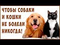 ЛУЧШИЕ КОРМА для Кошек и Собак. Излечение питанием! Веганские и СЕ корма.